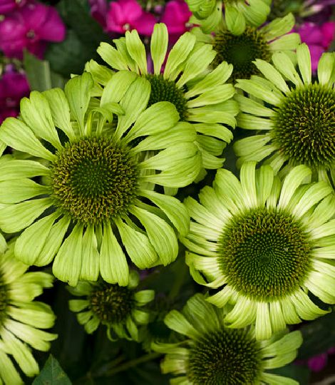 Echinacea 'Green Jewel'